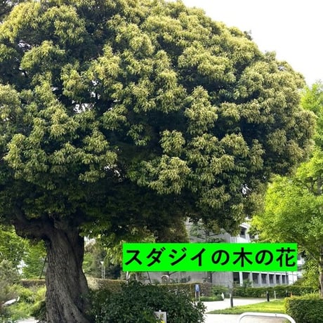 【2026年度予約販売終了】世田谷百花蜜 巣蜜 約300g