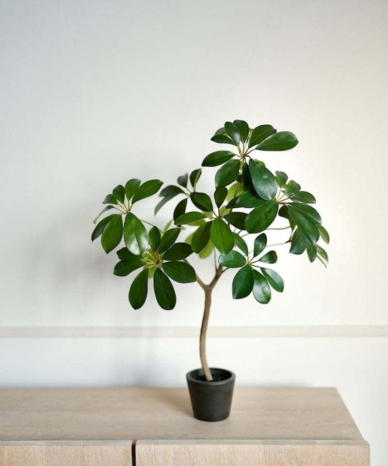 シェフレラ 58 | artificial olive awajishima