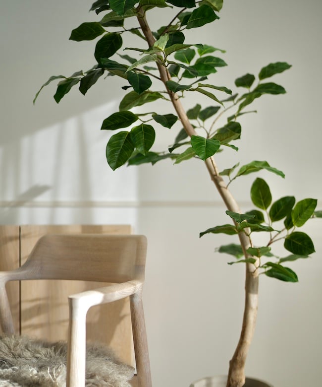 フィカス ベンガレンシス 170センチ　1尺2 現品 ベンガレンシス 170 | artificial olive awajishima