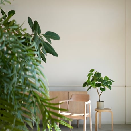 フィカス ウンベラータ　♻️リユース観葉植物 フィカス・ウンベラータ XL | 観葉植物の通販 AND PLANTS (アンドプランツ)