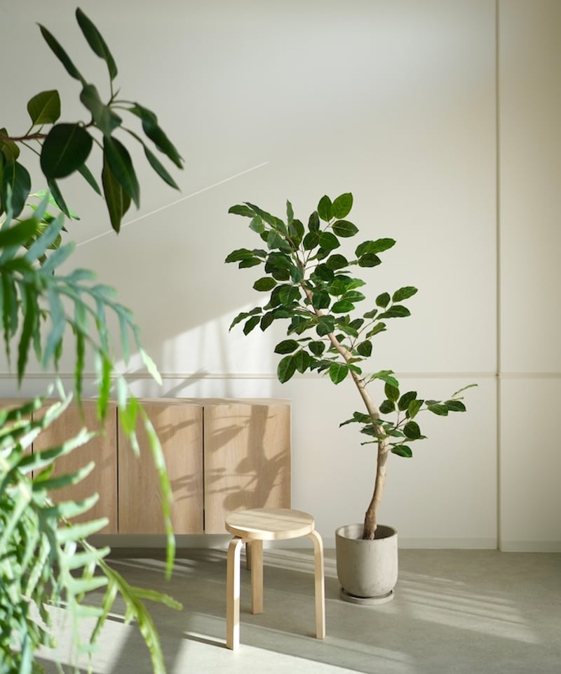 ベンガレンシス 170 | artificial olive awajishima
