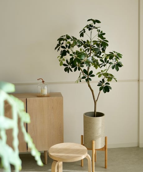 シェフレラ　140