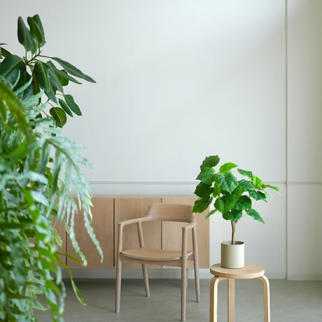 フィカスウンベラータ | STORES