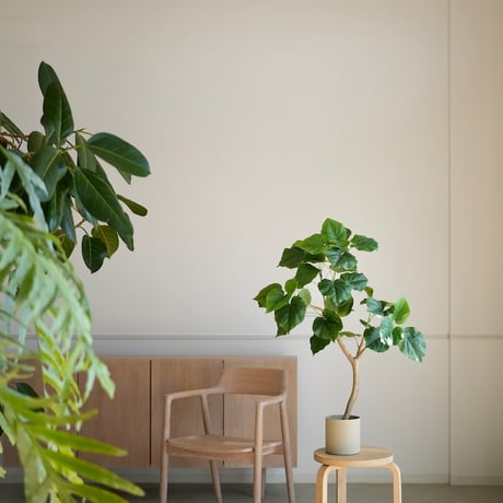 フィカスウンベラータ | STORES