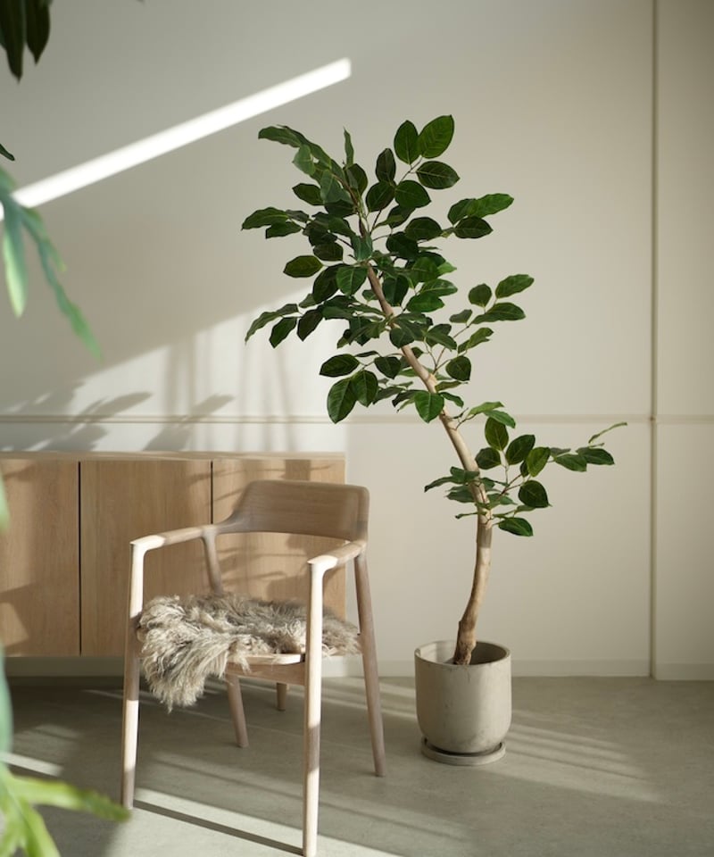 ベンガレンシス 170 | artificial olive awajishima