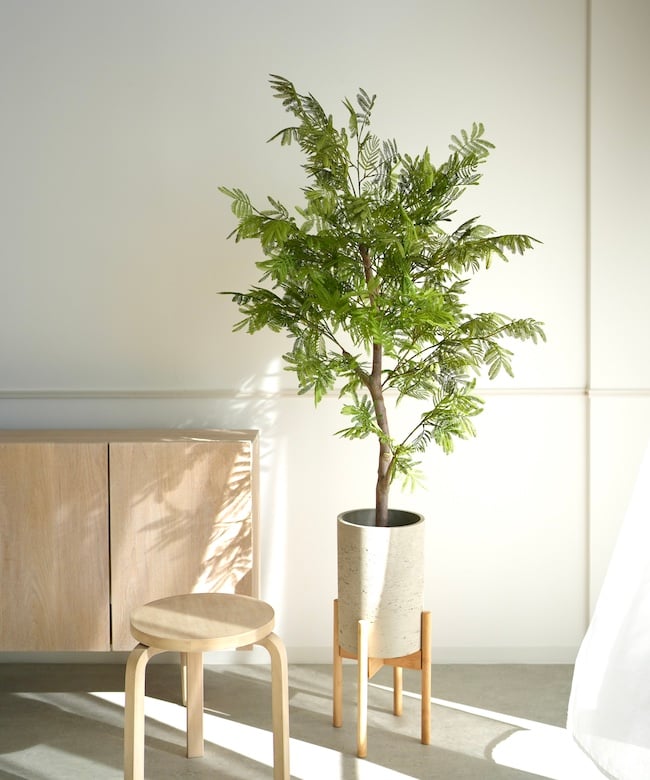 エバーフレッシュ（高さ140㎝） fit=scale-down,w=1200