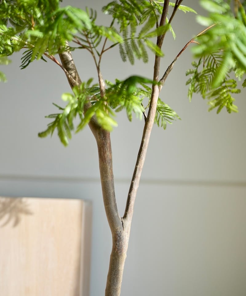 廃墟の植物 A4サイズ エアプランツとシンゴニウムの寄せ植えコンクリートポット【ミックス