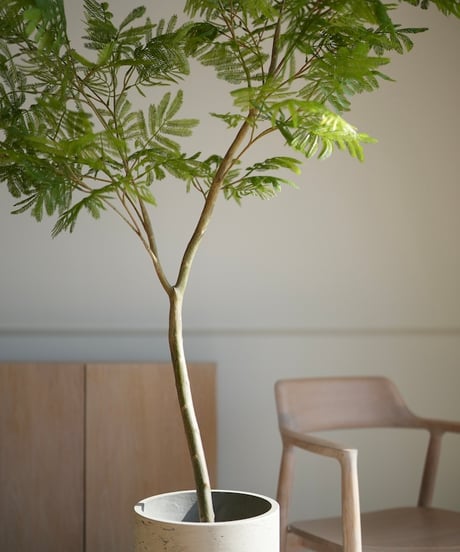 エバーフレッシュ　155