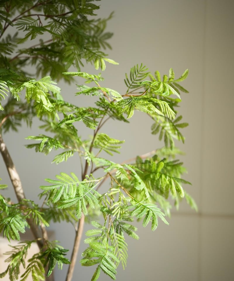 エバーフレッシュ 218 | artificial olive awajishima
