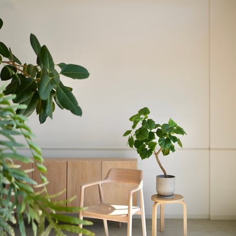 【現品・現地取り限定】フィカス ウンベラータ　超美品！希少！約200cm フィカス ウンベラータ | 観葉植物通販 HitoHana