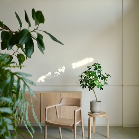 シェフレラ | STORES