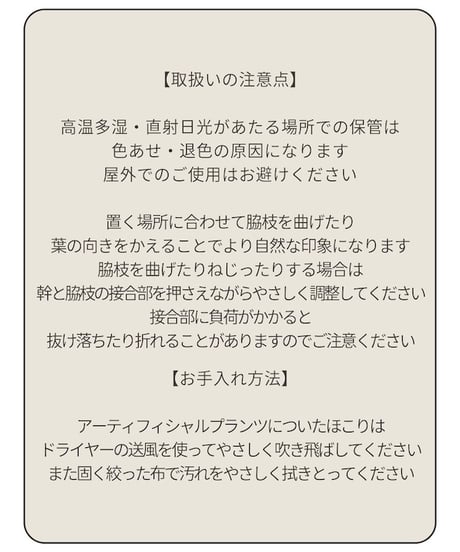 シェフレラ　140