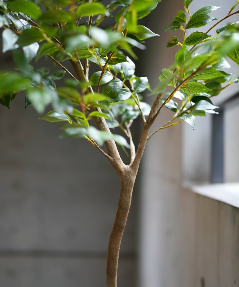 ナナカマド 88 | artificial olive awajishima