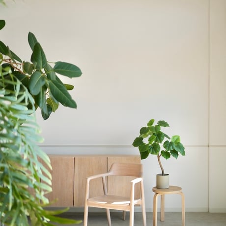 ウンベラータ | STORES