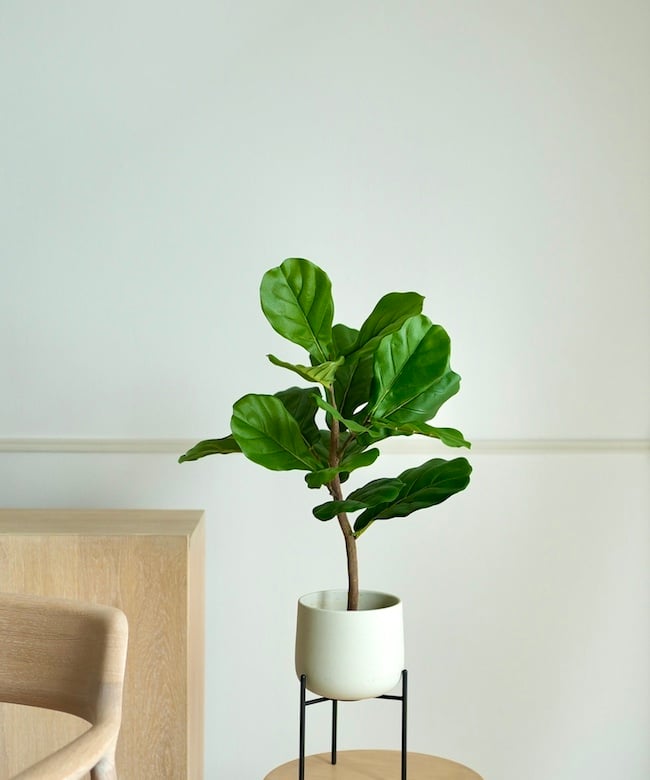 リラータ 65 | artificial olive awajishima