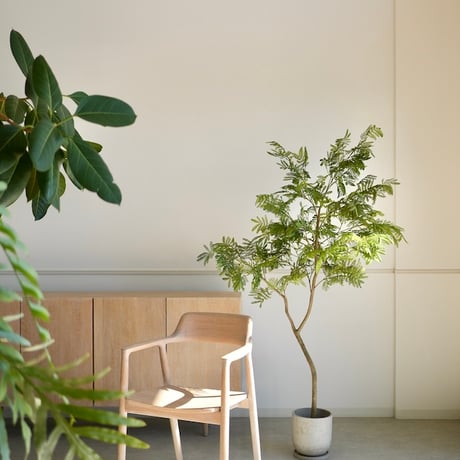 エバーフレッシュ | STORES