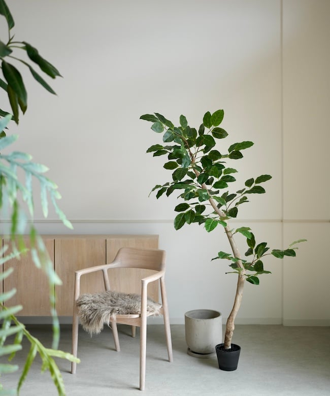 ベンガレンシス 170 | artificial olive awajishima