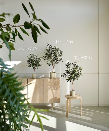 オリーヴ　88