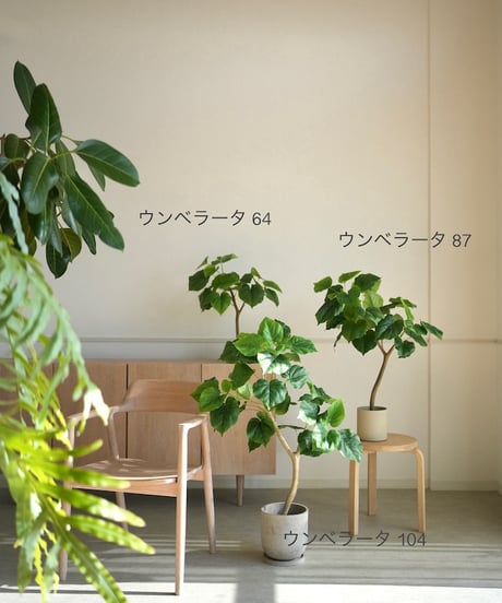ウンベラータ　87