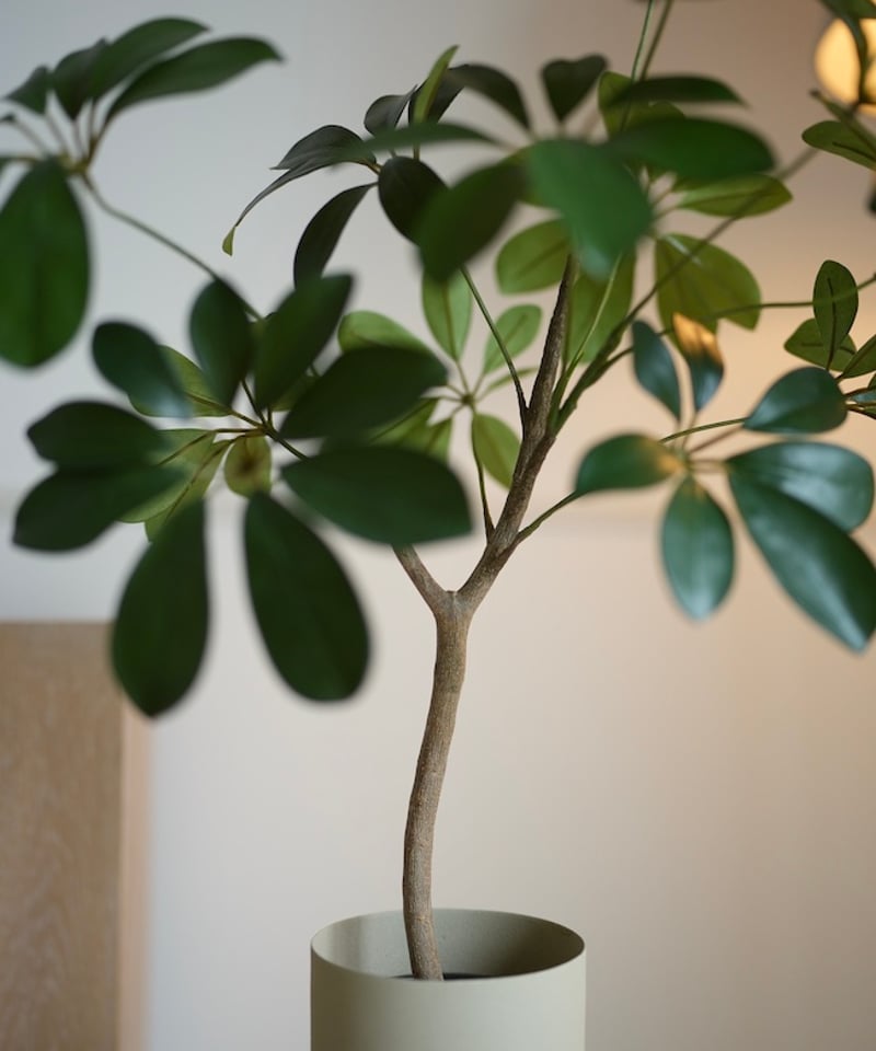 シェフレラ 58 | artificial olive awajishima