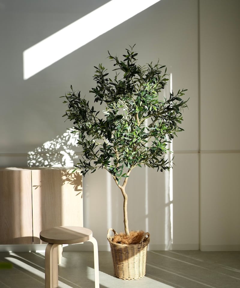 ※ オリーブ☆ オリーヴ 158 | artificial olive awajishima