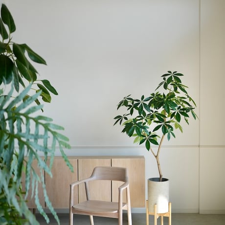 超絶希少❗️完全実生❗️フルムーン❗️パキラ　ムーンライト　実生✨ 楽天市場】パキラ 実生（花・観葉植物｜花・ガーデン・DIY）の通販