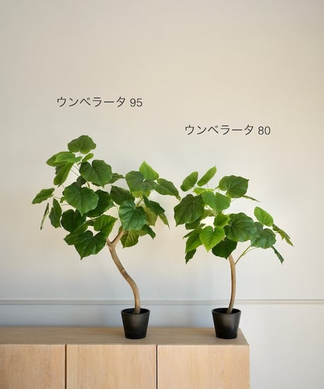 ウンベラータ　95