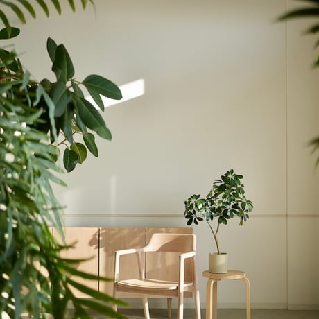 シェフレラ | STORES