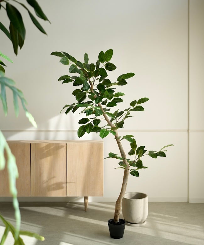 フィカス ベンガレンシス 170センチ　1尺2 現品 ベンガレンシス 170 | artificial olive awajishima