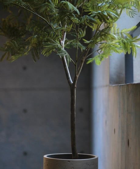 エバーフレッシュ　150