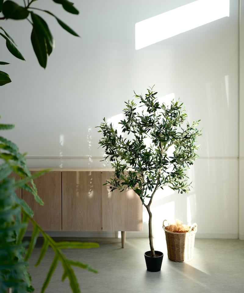 オリーヴ 158 | artificial olive awajishima
