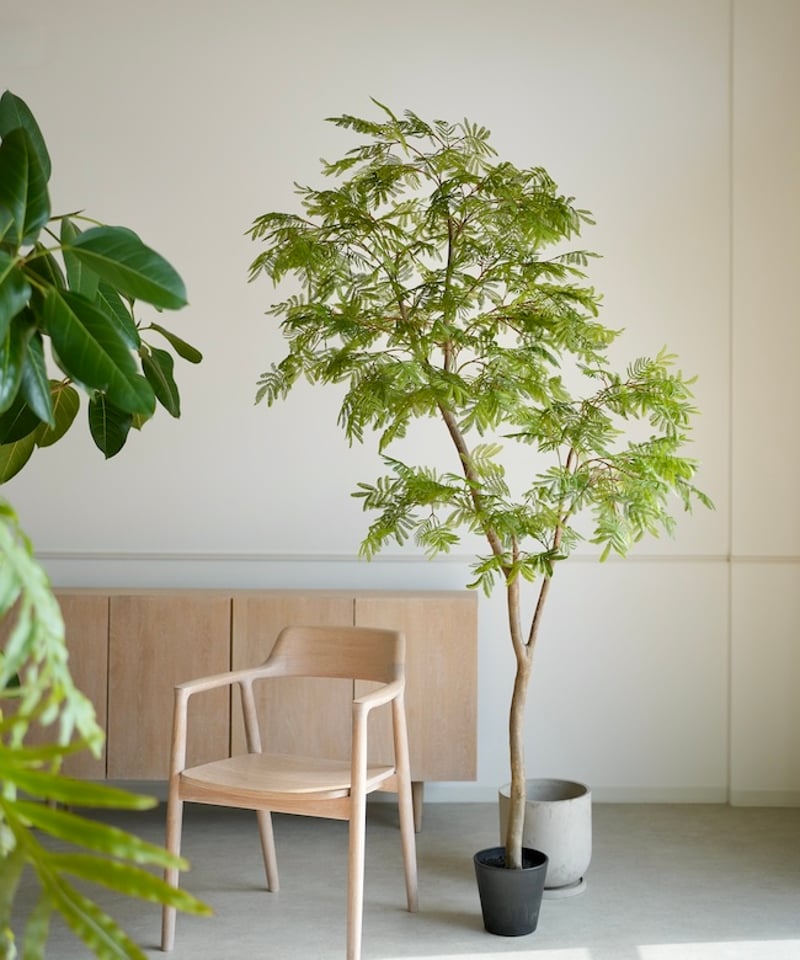 人工観葉植物 インテリア エバーフレッシュ 展示品(O-2601FB15) エバーフレッシュ 218 | artificial olive awajishima