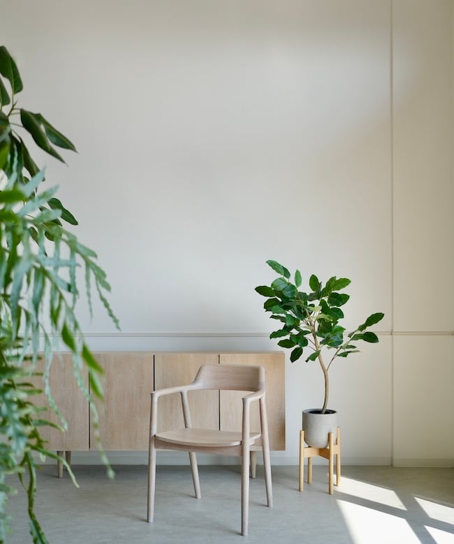 ベンガレンシス 100 | artificial olive awajishima
