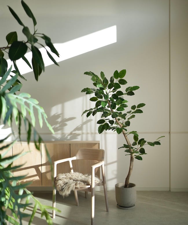 ベンガレンシス 170 | artificial olive awajishima
