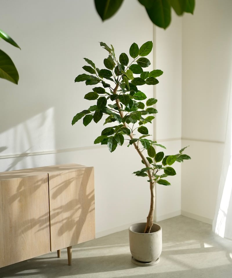 ベンガレンシス 170 | artificial olive awajishima