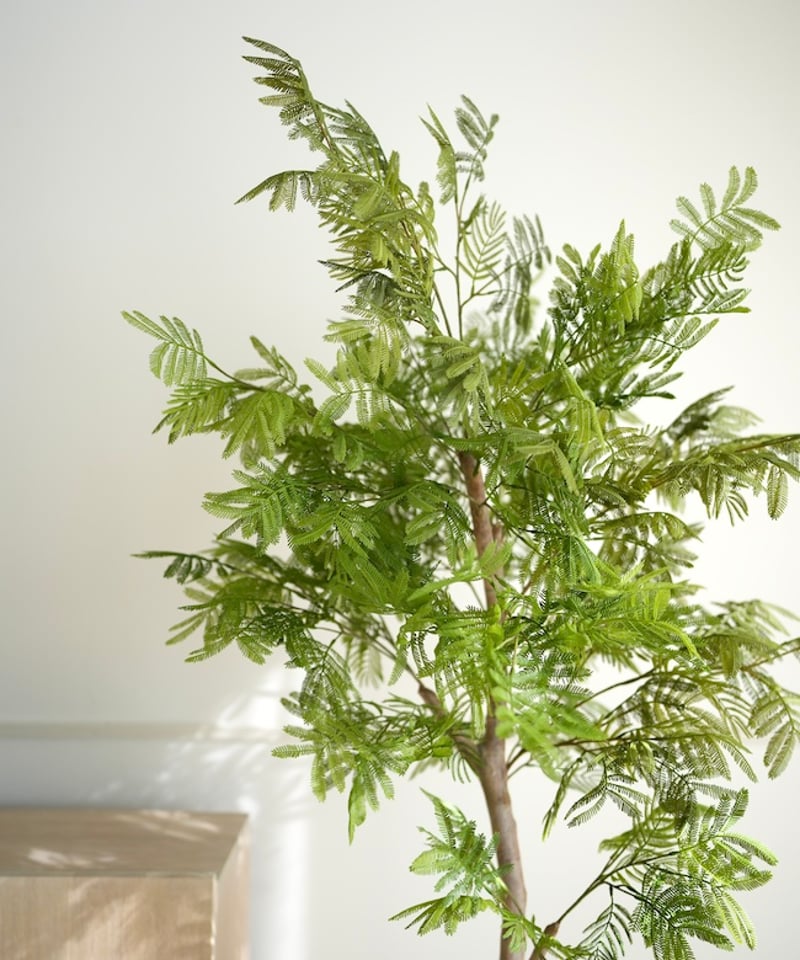 エバーフレッシュ（高さ140㎝） エバーフレッシュ20・約140センチ