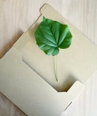 【サンプル】ウンベラータ