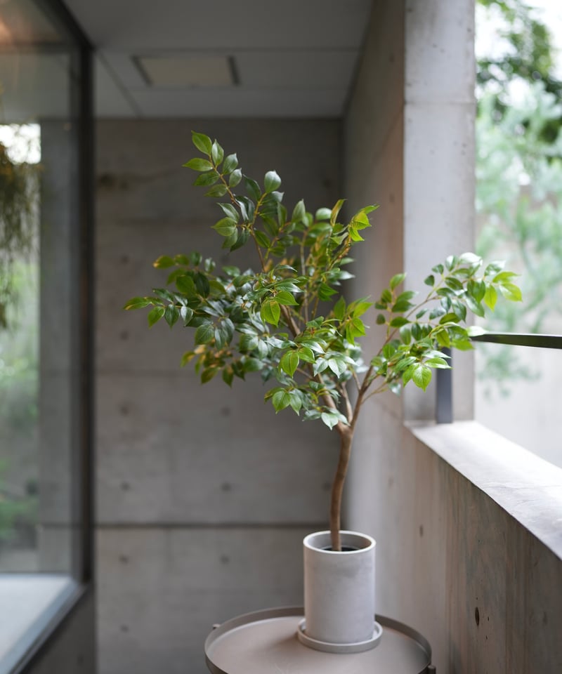絶品。ナナカマド 超自然樹形2.7M(鉢底から)◎美斑紋 ナナカマド 88 | artificial olive awajishima