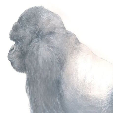 むれを みちびく 『ゴリラの おうさま』