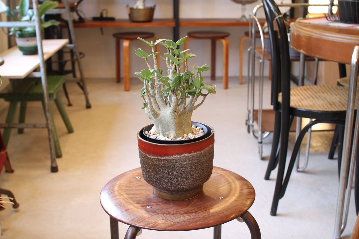 FAT LAVA Planter “Strehla 615/3” | nord - ノルト - FAT LAVA Planter “Strehla 615/3” | nord - ノルト -