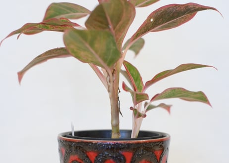 FAT LAVA Planter “Scheurich 806-14”
