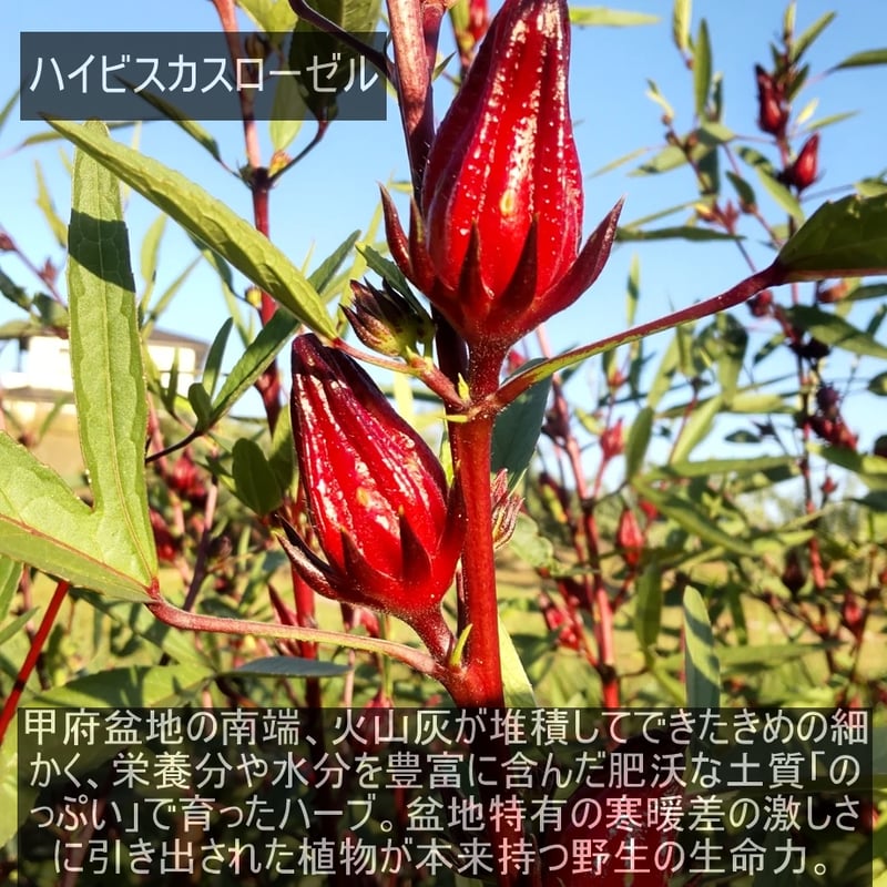素材のうまみ！ハイビスカスローゼル華やぎ（ローゼル＆レモンバーベナ
