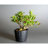 盆栽用苗　盆栽素材　コマユミ盆栽　ミニ盆栽素材（こまゆみ・盆栽 小真弓）m0113