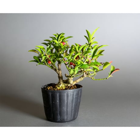 ミニ盆栽 | STORES