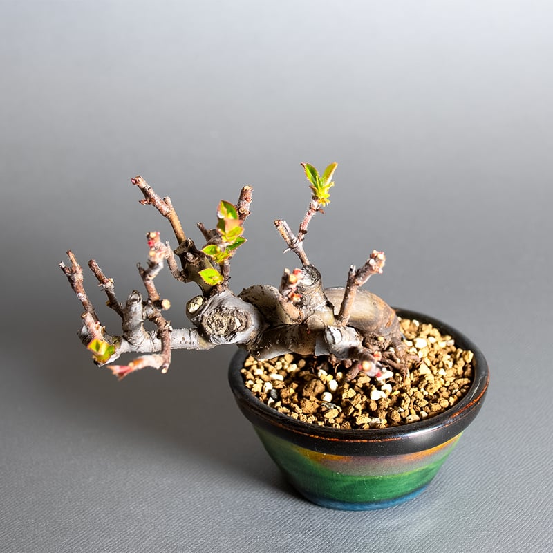 豆盆栽 カリン盆栽 花梨（かりん・花梨 ミニ盆栽）小さな盆栽 4401 | e