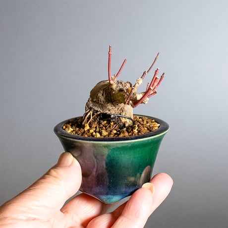 豆盆栽　イロハモミジ盆栽（いろは紅葉・豆盆栽）小さな盆栽　4400