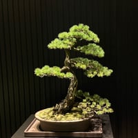 遠隔レイキヒーリング30分