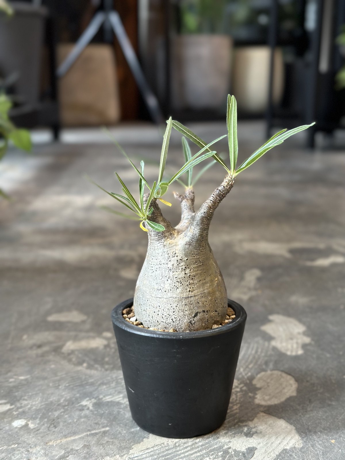 バリエム鉢　Pachypodium rosulatum gracilius Pachypodium rosulatum var. gracilius | AQWAABA