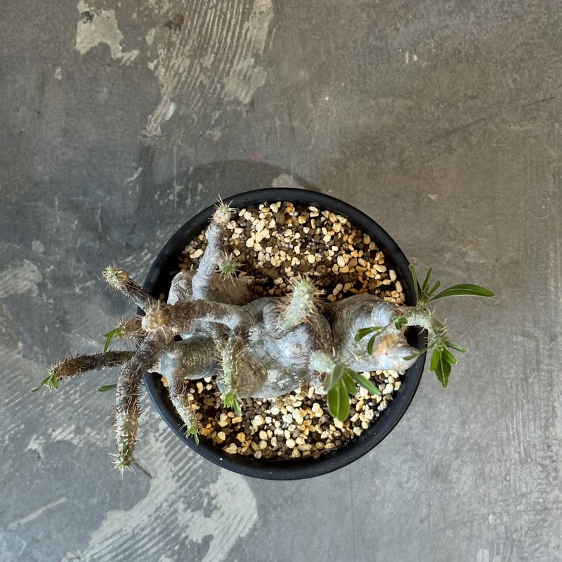 Pachypodium rosulatum var. gracilius | AQWAABA