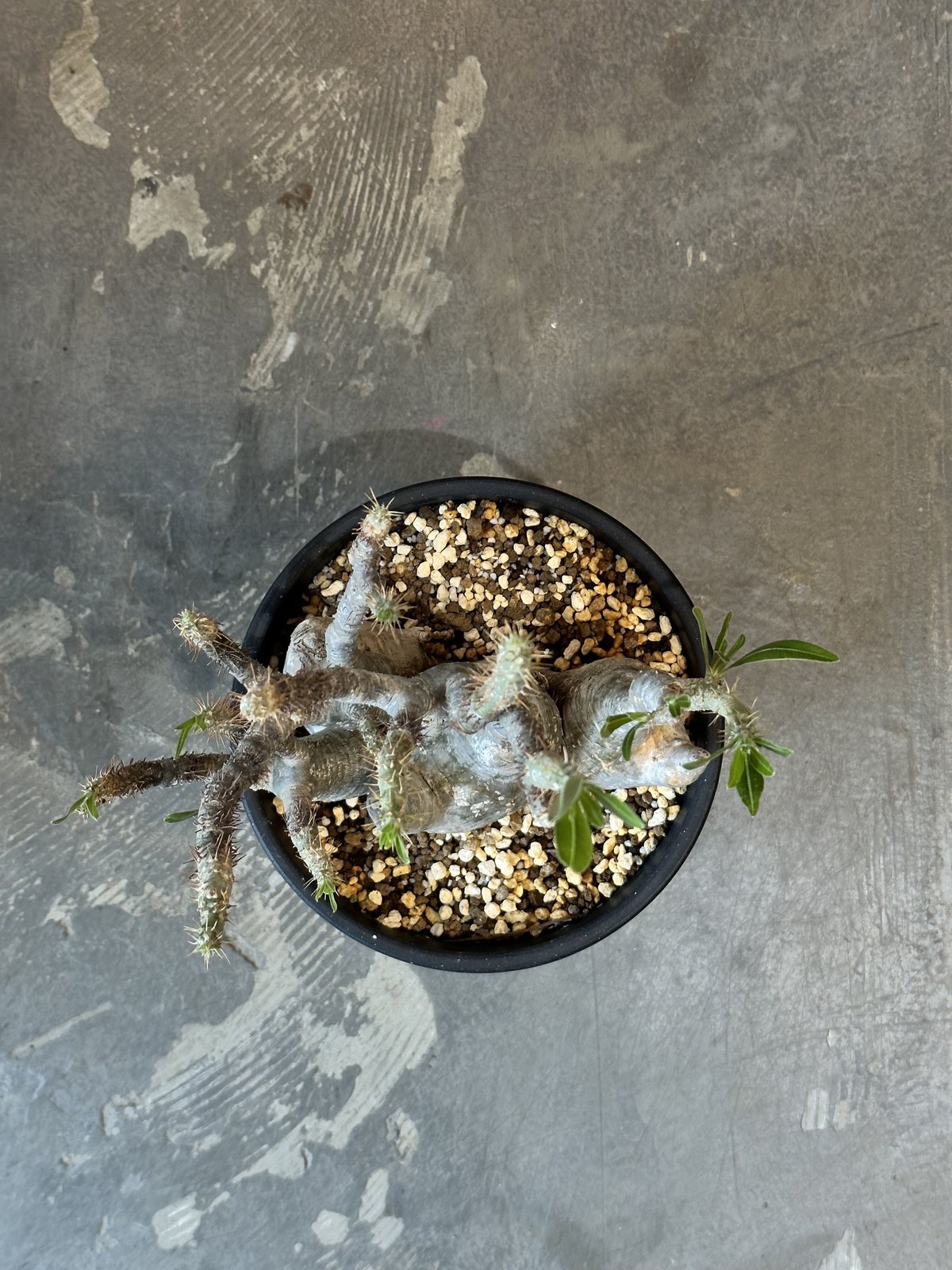 Pachypodium rosulatum var. gracilius | AQWAABA